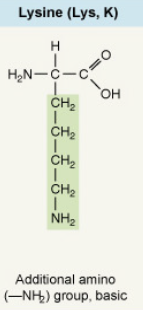 <p>Additional amino (–NH₂) group, basic</p>