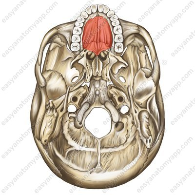 <p>“collective structure” “Constructed from parts of the maxilla and palatine bone"</p>