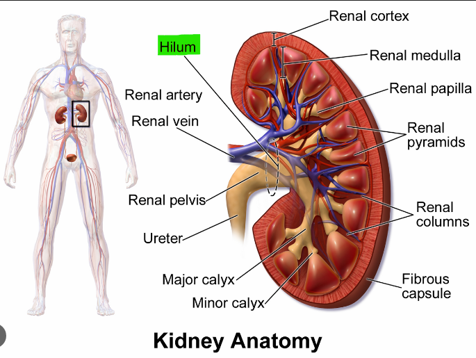 <p>They enter and exit at the same point as the renal pelvis becomes the ureter, which is the renal hilum </p>