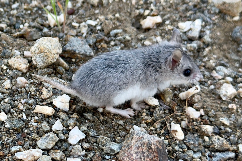 <p>5–6 in total length. Robust, carnivorous mice with <strong>short tails (<½ body length), relatively large heads, and enlarged foreclaws.</strong> Feed heavily on insects, spiders, centipedes, scorpions, small snakes, and other rodents. Noted for high-pitched territorial “howls.” More resistant to venom than most rodents.</p>