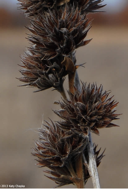 <p>dried brown calyxes in rounded clusters</p>