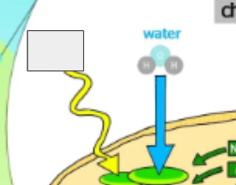 <p>photosynthesis cycle: name the step</p>