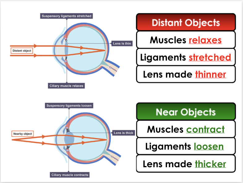 <p>Ciliary muscles</p><p>Distant objects</p><ul><li><p>Muscles relax</p></li><li><p>Ligaments stretched</p></li><li><p>Lens made thinner</p></li></ul><p>Near objects</p><ul><li><p>Muscles contract</p></li><li><p>Ligaments loosen</p></li><li><p>Lens made thicker</p></li></ul><p></p>