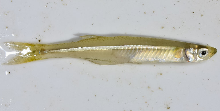 <p>Bright midline stripe, two dorsal fins</p>