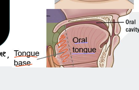 <p>describe the oral tongue vs the BOT</p>