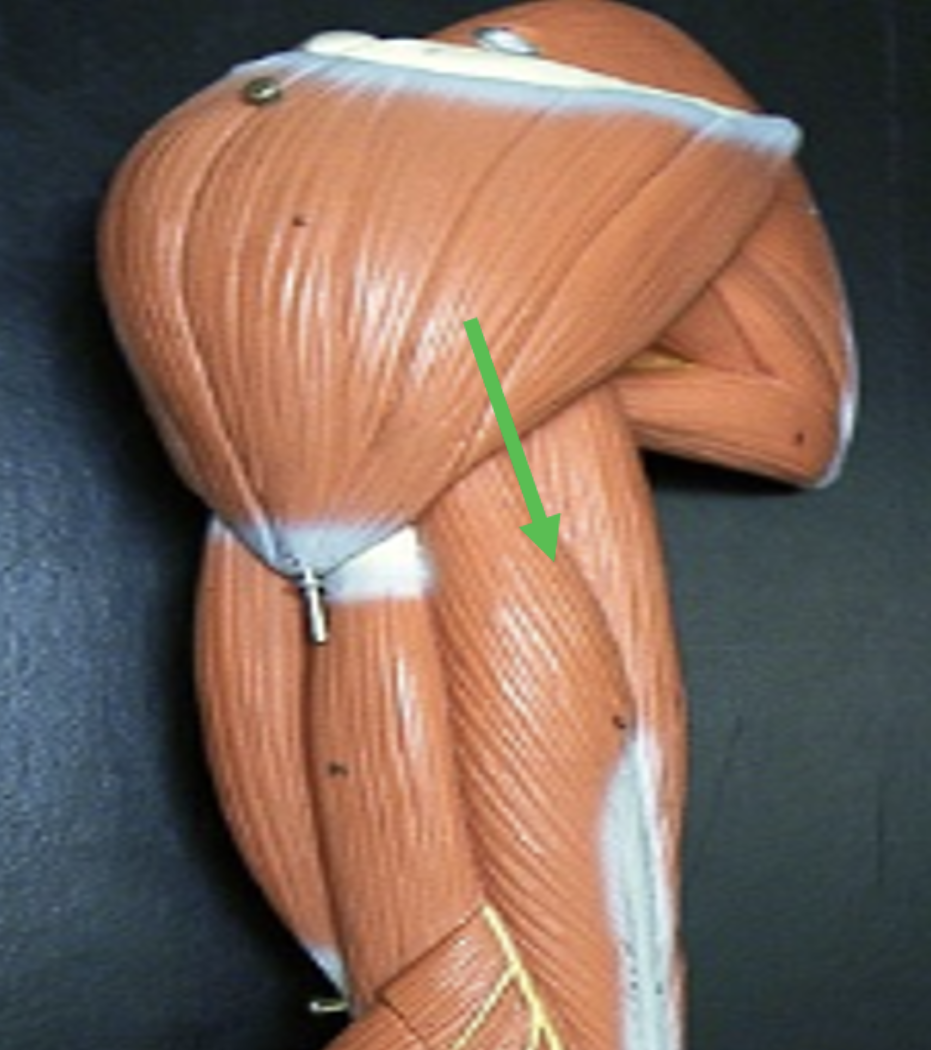 <p>Identify the muscle indicated by the pointer.</p>
