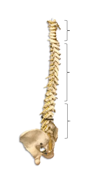 <p>Name bones 1-3 and how many vertebrae each section has.</p><p></p>