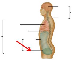 <p>contains urinary bladder, reproductive organs, and rectum</p>