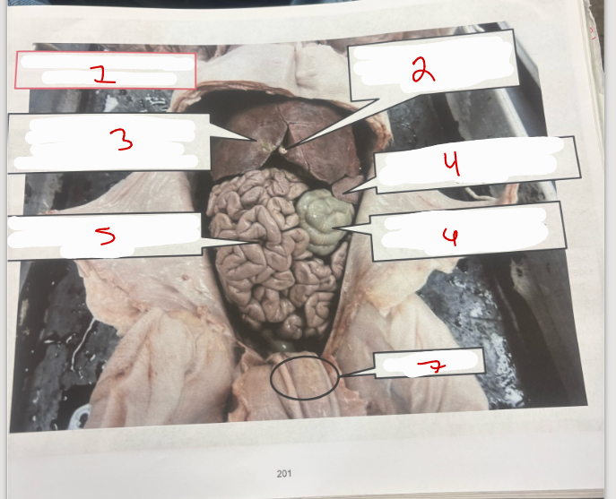 <p>Abdominal Cavity</p>