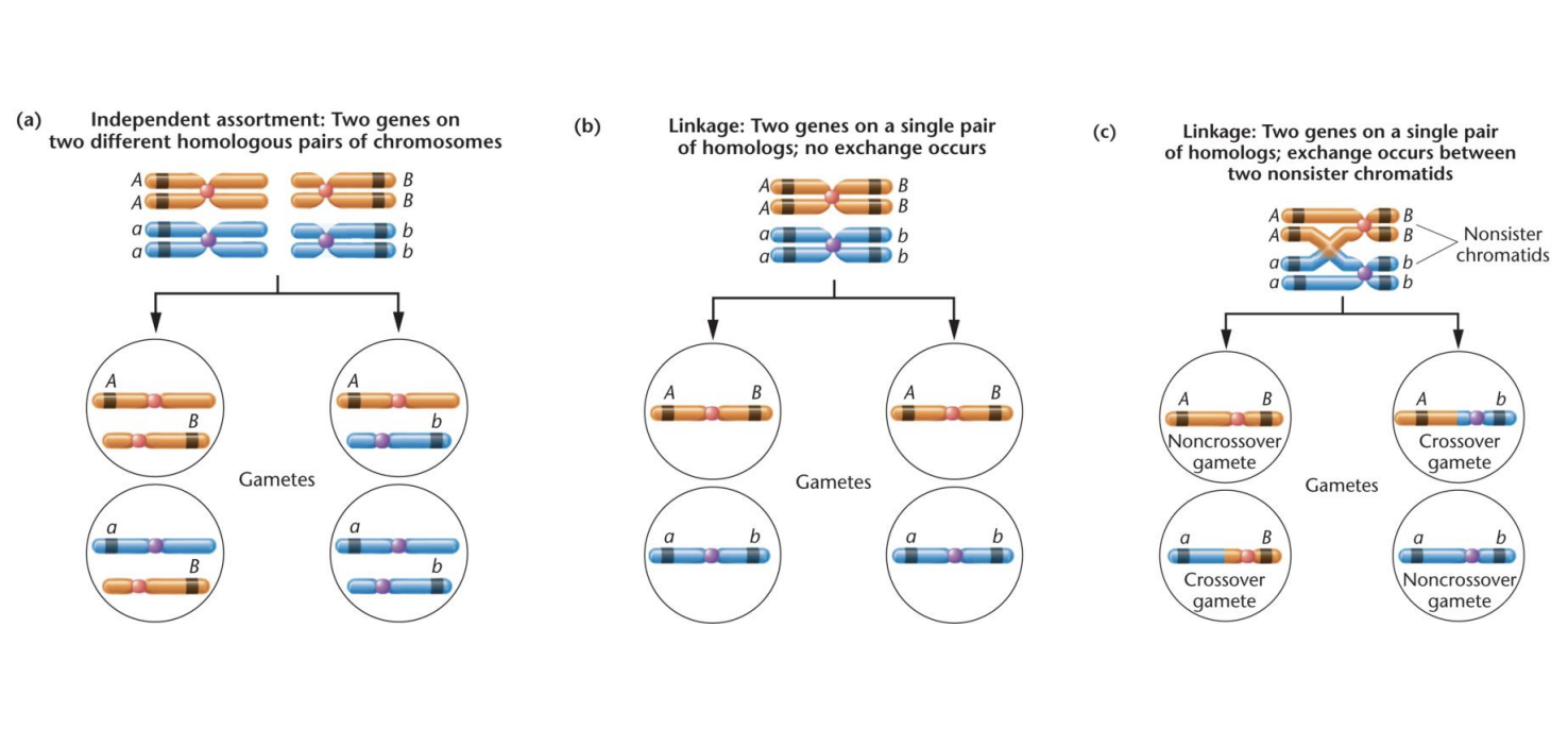 <ul><li><p>Meiotic</p></li><li><p>Complete linkage</p></li></ul><p></p>