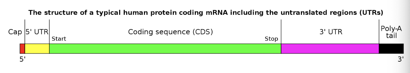 <p>RNA processing is aided by RNA polymerase itself</p>