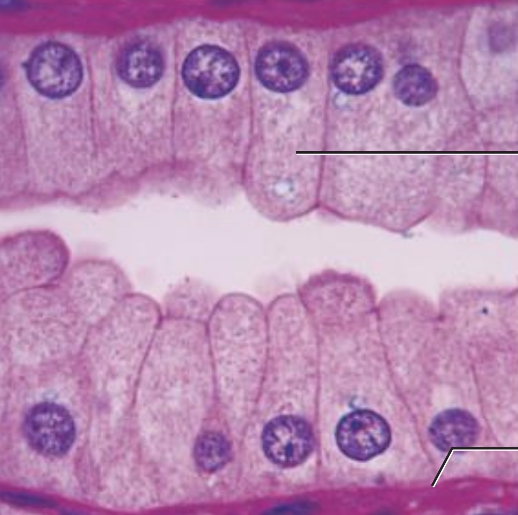 <p><span>single layer of column-shaped (rectangular) cells with oval nuclei. Some contain cilia and goblet cells</span></p>