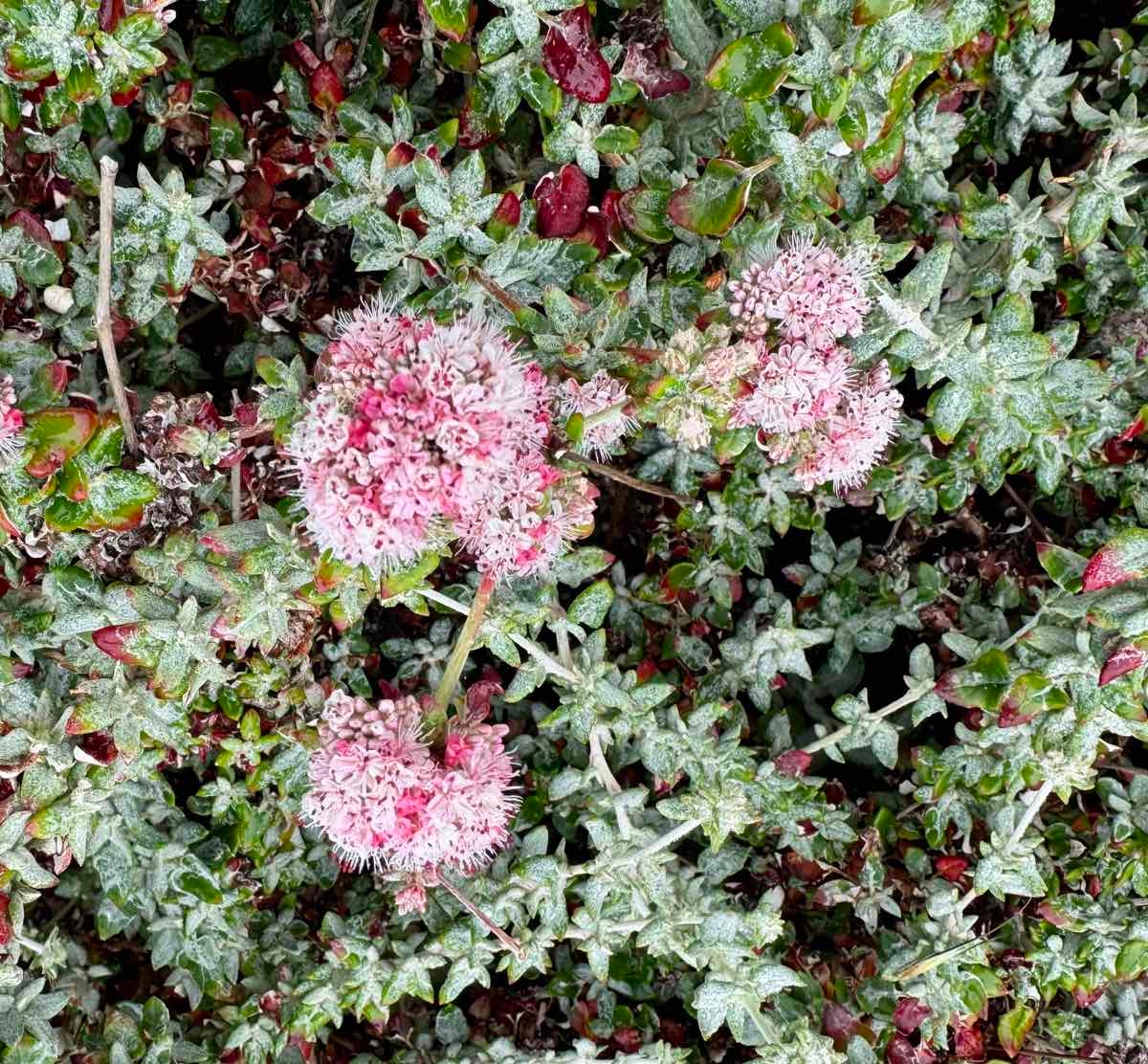 <p>Dune buckwheat</p>