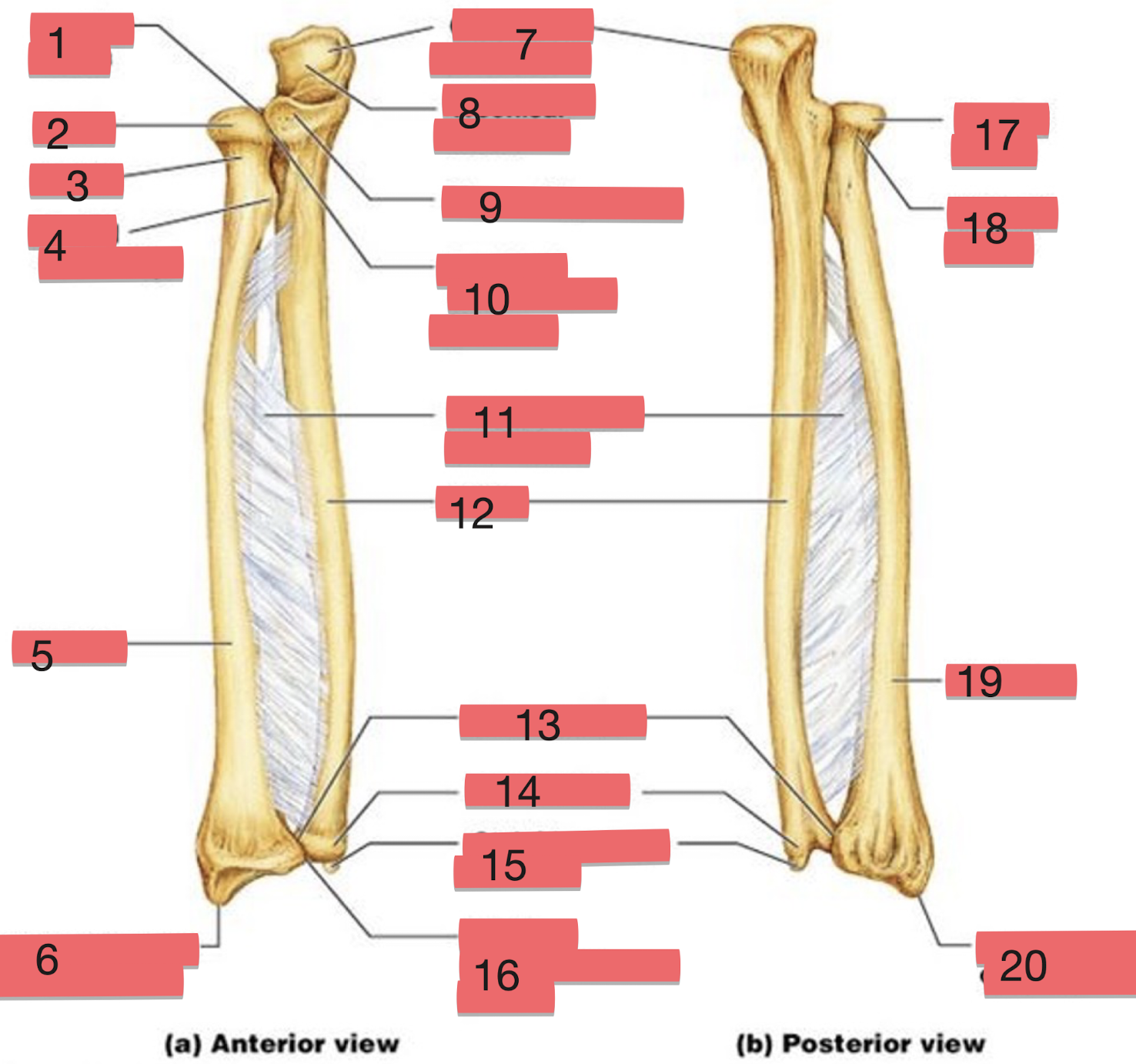 <p>label structures 11-15</p>
