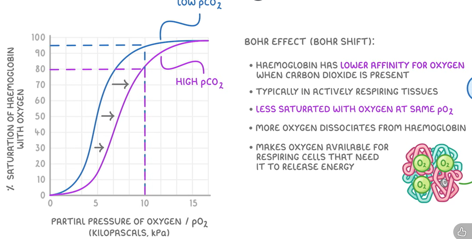 <ul><li><p>hemoglobin has a lower affinity for oxygen when CO<sub>2</sub> is present, typically in respiring cells</p></li><li><p>it is less saturated at the same pO<sub>2</sub></p></li><li><p>this means that oxygen is more available for respiring cells that need it to release energy to meet higher energy demands</p></li></ul><p></p>