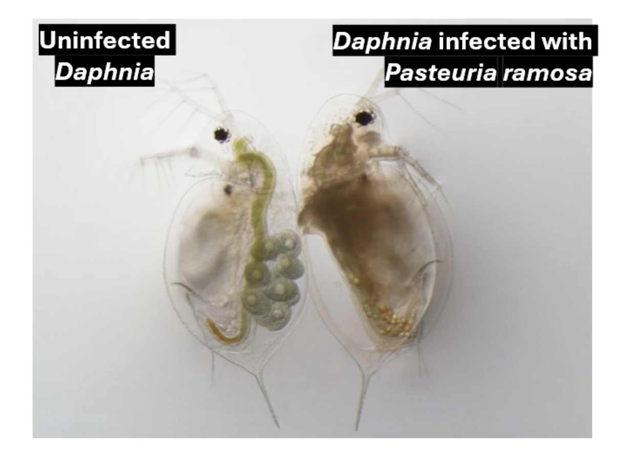 <p>ponds have sediment layers that contain sequentially older daphnia and p. ramosa so they were able to be obtained from different years</p>
