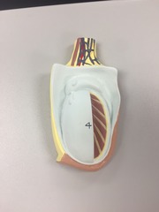 <p>Identify this organ.</p>