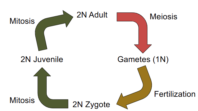 <p>How do most animals reproduce?</p>