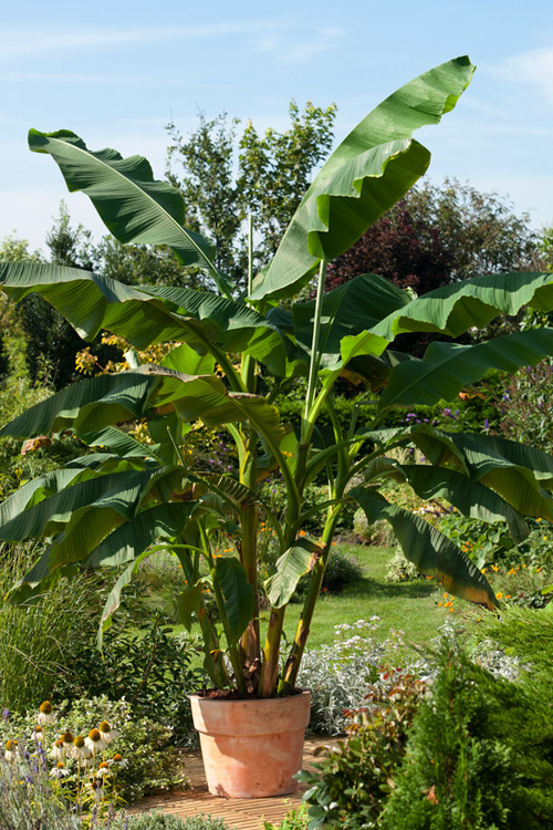 <p>Musaceae</p><p>pseudostem leaves wrap around </p><p>creamy yellow flowers - mini banana fruit</p><p>large paddle shaped leaves</p><p>prominent veins</p><p>wavy margin</p>