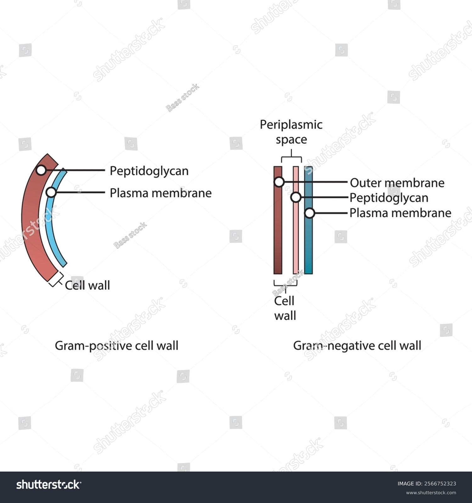 <p>outer membrane, periplasmic space, peptidoglycan, periplasmic space, cell membrane </p>