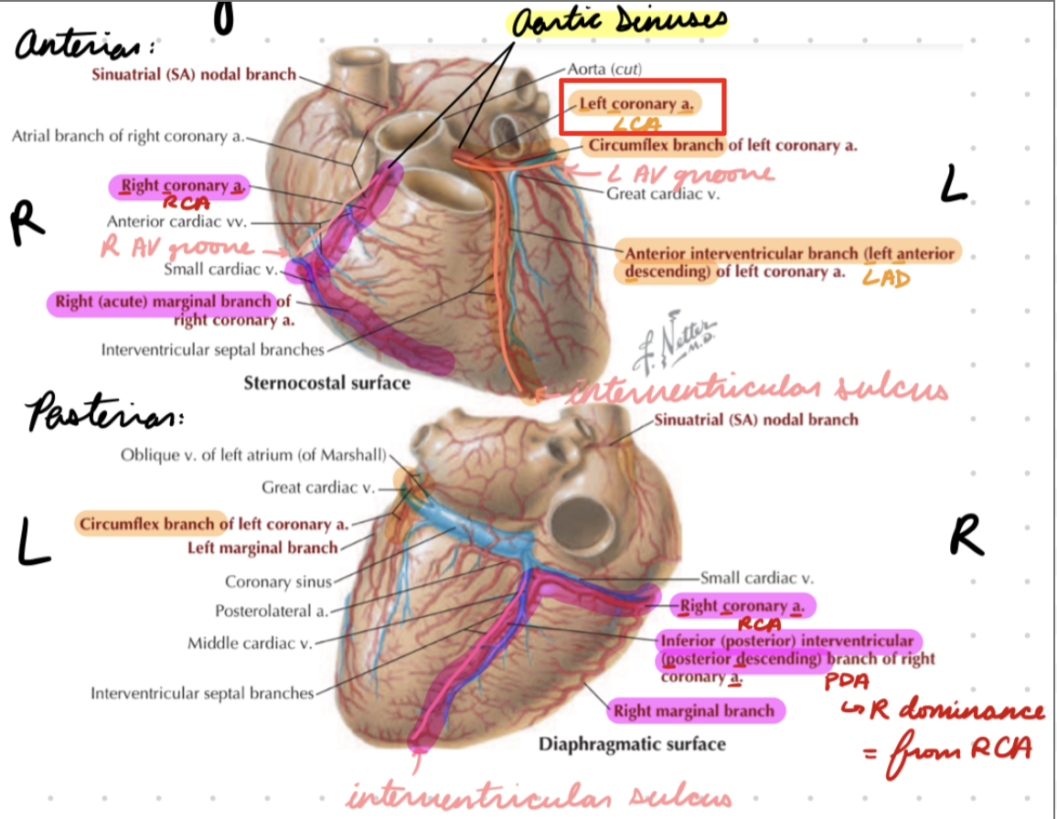 <p>Left aortic sinus → Left AV groove</p><p>Divide into left anterior descending (LAD) and circumflex branches</p>
