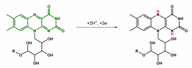 <p>Give the abbbreviation and name for this, what does it do?</p>