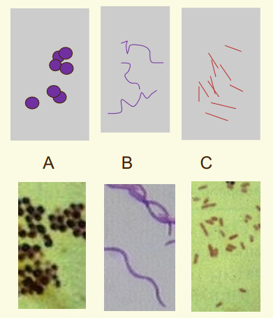 <p>Coccus- spheres</p><p>Bacillus- rods</p><p>Spirillum- squiggles</p><p></p>