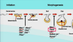 <p>Morphogenesis pathway</p><p>--> between bud stage and cap stage</p>