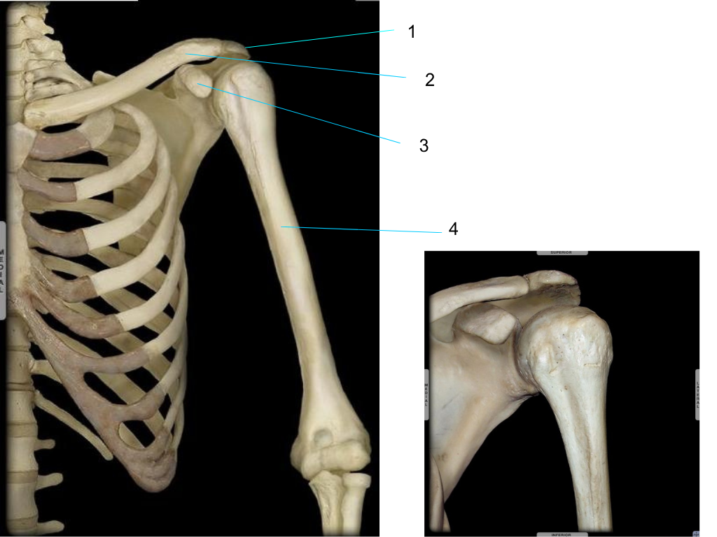 <p>what is #1 pointing at?</p>