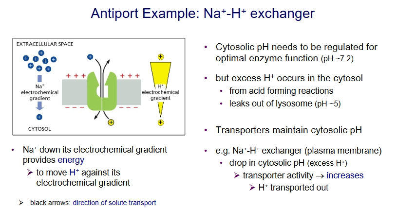 <p>Antiport: Na+ - H+ exchanger on plasma membrane</p>