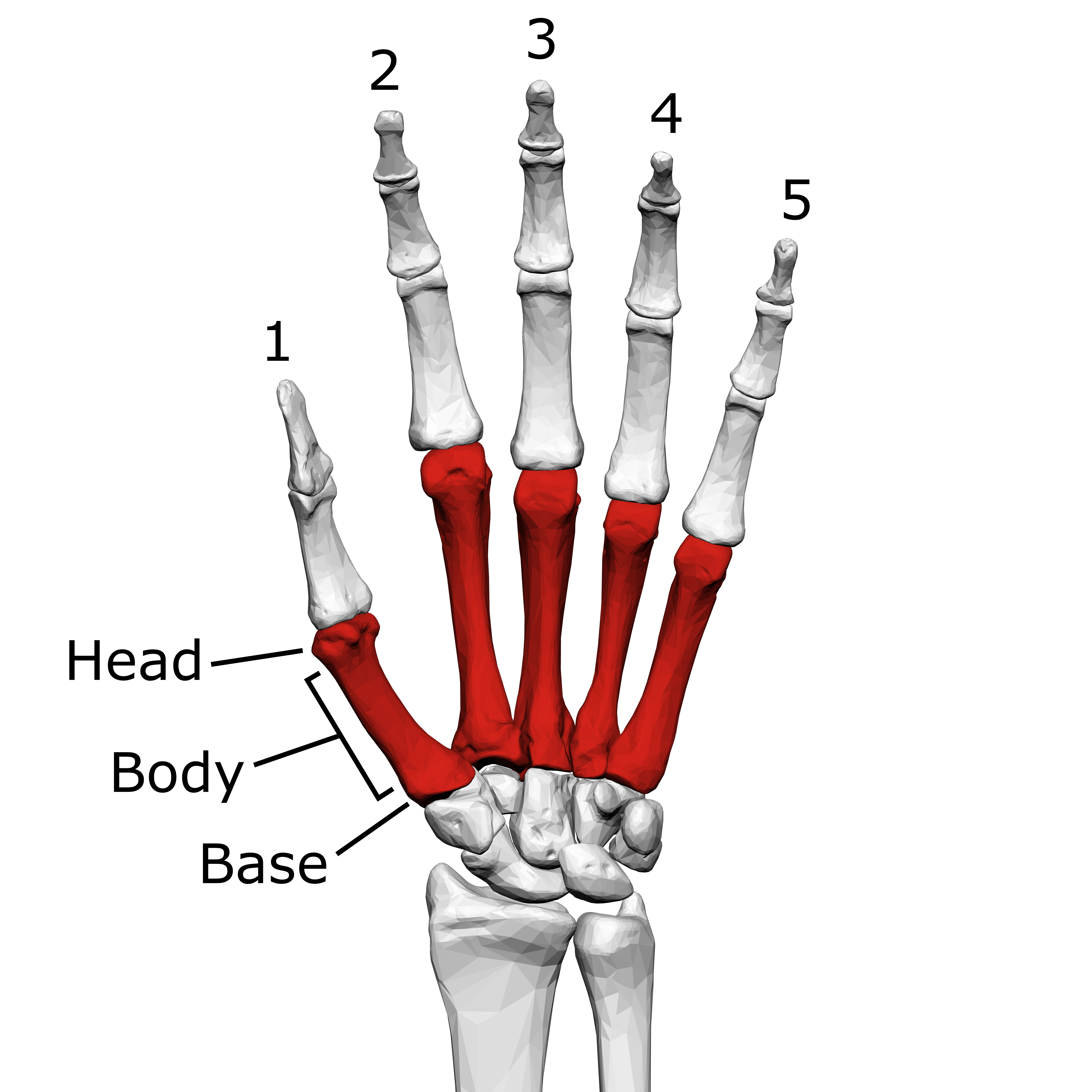 <p>Palm bones</p>