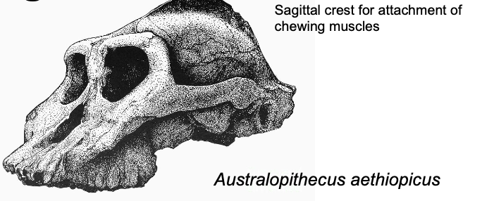 <p>Robust Australopithecines - Hypervegetarians</p>