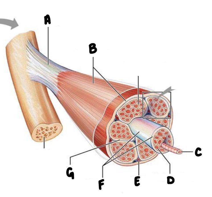 <p>What part of the muscle is labeled C?</p>