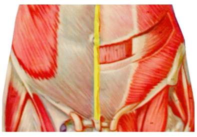<p>What muscle is this</p>