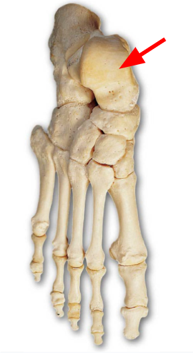 <p>Articulates with the tibia and fibula to form the ankle joint</p>