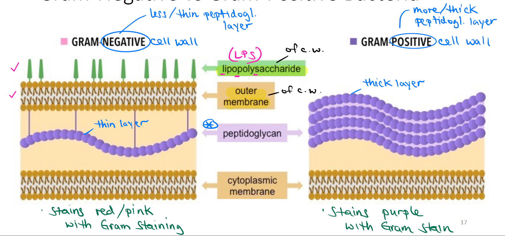 <p>LPS (lipopolysaccharide) is the major component of the outer membrane of the Gram-negative cell wall, attached to the cell wall's outer membrane. Contains lipids & carbohydrates.</p>
