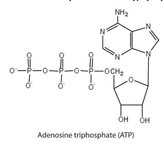 <p>What does ATP stand for </p>