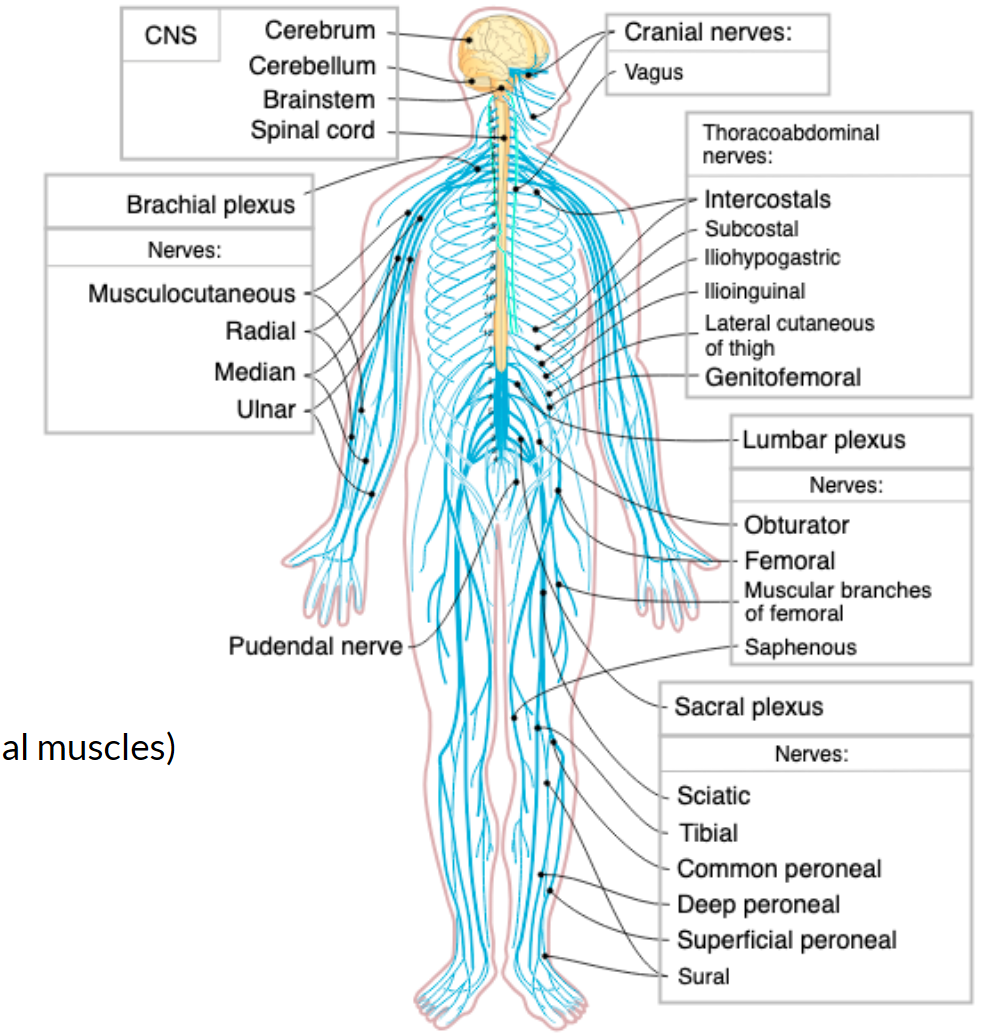 <p>bundle of nerves</p><p>cervical plexus (head and neck) </p><p>brachial plexus (upper extremity) </p><p>thoracic nerves (no plexus, direct to axial muscles)</p><p>lumbosacral plexus (lower extremity) </p>