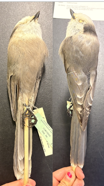 <p>• Dark gray upperparts, with pale gray to white underparts</p><p>• Whitish throat, often extending to a collar around neck</p><p>• White head with black crown patch, varying in size, but no crest</p><p>• Flight feathers sometimes tipped white</p>