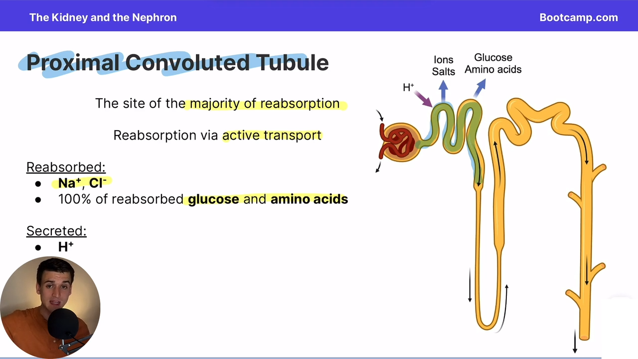 <p>NaCl</p><p>Glucose and amino acids </p>