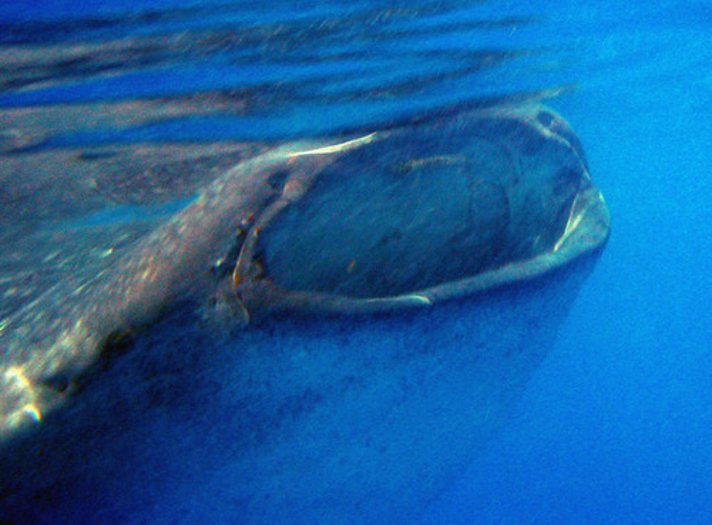 <p>The Megamouth shark is what size compared to all three existing planktivorous sharks, including the whale shark &amp; the basking shark.</p>