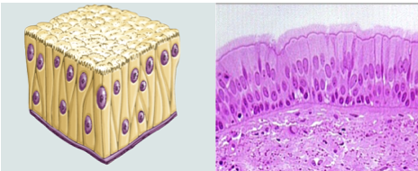 <p>Single layer of columnar cells of different heights that appears stratified because nuclei are at different levels. Nuclei at different levels, but all cells in contact with basal membrane. Function in absorption, secretion, propels mucus (if ciliated). Ciliated type found in airways, non-ciliated type found in epidydimis and vas deferens</p>