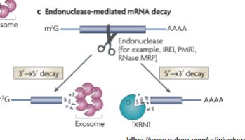 <ol><li><p>mRNA is cut in the middle (with endonuclease), it goes for shapes + structure (like sequences and stem loops)</p></li><li><p>it can then go through either pathway = 5’ → 3’ or 3’ → 5’</p></li></ol><p></p>