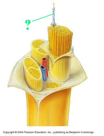 <p>Identify the indicated part of a nerve</p>