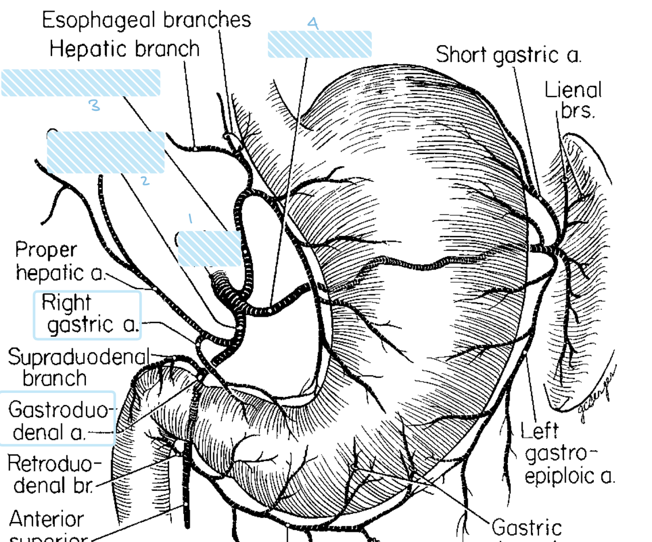 <p>label the 4 main artery branches of the stomach </p>