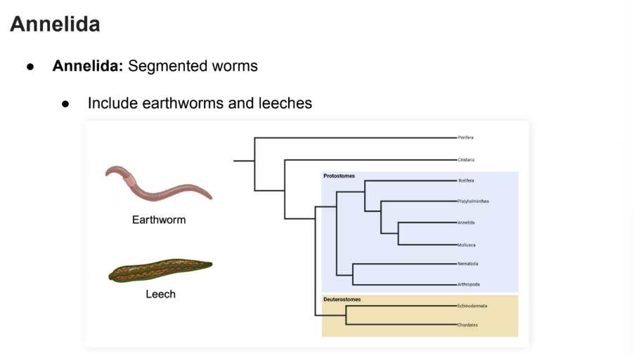 <p><strong>Segmented Worms</strong></p><ul><li><p>Earthworms and leeches</p></li></ul><p></p>