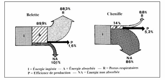 <p>Belette : homéotherme + carnivore + très active →</p><ul><li><p>A/I élevé (digestibilité viande)</p></li><li><p>PN/A faible (énormes dépenses en R : thermorégulation + activité)</p></li><li><p>R/PN très élevé</p></li><li><p>PN/I faible (~5–10%)</p></li></ul><p></p><p>Chenille : hétérotherme + herbivore + métabolisme lent →</p><ul><li><p>A/I faible (cellulose peu digeste)</p></li><li><p>PN/A très élevé (faible R, croissance massive)</p></li><li><p>R/PN faible</p></li><li><p>PN/I plus élevé (~15–30%)</p></li></ul><p></p><p>“La belette a un excellent rendement d’assimilation, mais son coût de maintenance est énorme à cause de l’homéothermie et de l’activité, donc son rendement écologique global est faible. La chenille assimile mal la plante, mais comme elle respire peu et investit surtout dans la croissance, son PN/I est plus élevé.”</p>