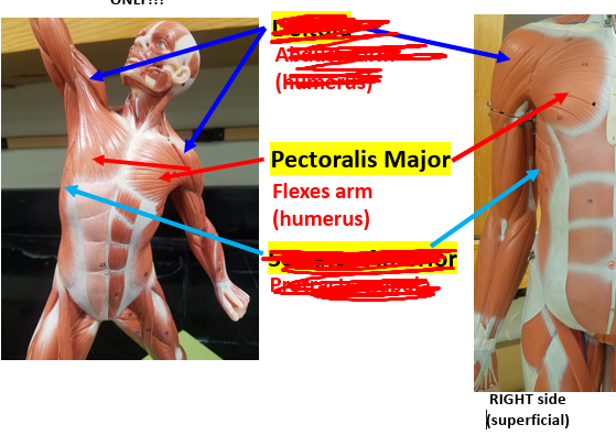 <p><strong>Origin: </strong>Sternum.<strong><br>Insertion: </strong>Greater tubercle of humerus.<strong><br>Action: </strong>Adducts arm.<strong><br>Synergist: </strong>Latissimus dorsi.</p><p><span style="color: rgb(212, 18, 18);"><strong>Antagonist: </strong></span><span style="color: rgb(255, 255, 255);">Deltoid.</span></p>
