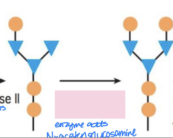 <ul><li><p>Located in medial-Golgi</p></li><li><p>Function: Adds another N-acetylglucosamine</p></li></ul><p></p>
