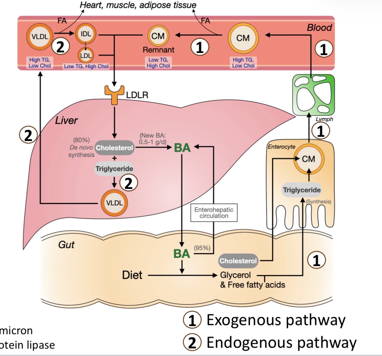 <ol><li><p>dietary triglycerides broken down → (glycerol + FA) by (bile acids + pancreatic lipase)</p></li><li><p>enters enterocyte by simple diffusion assembled into chylomicron</p></li><li><p>chylomicron → lymphatic → jugular vein</p></li></ol><p>any steps not work = atherosclerosis</p>